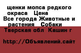щенки мопса редкого окраса › Цена ­ 20 000 - Все города Животные и растения » Собаки   . Тверская обл.,Кашин г.